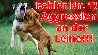 So wird Dein Hund Leinenaggressiv Die unbequeme Wahrheit die aber keiner wahr haben will [upl. by Larine678]