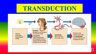 TRANSDUCTION  Applied psychology for Nursing [upl. by Yorle]