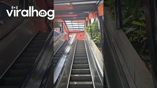 Dog Has Fun On Escalator Rides  ViralHog [upl. by Radbourne727]