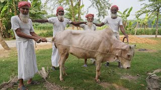 Full Cow Processing amp Kosha Curry Cooking by Grandpa  Huge Traditional Iftar amp Beef Dinner [upl. by Eloisa564]