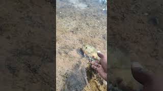 Releasing a spry Green Sunfish back into the Roanoke River catchandrelease [upl. by Waldemar]