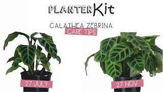 PLANTER KIT  Calathea Zebrina Care Tips and Growth [upl. by Leba824]