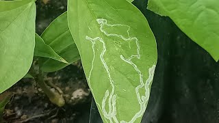 How To Kill Or Control Leaf Miner Attacks On Vegetables amp Other Houseplants [upl. by Feirahs231]