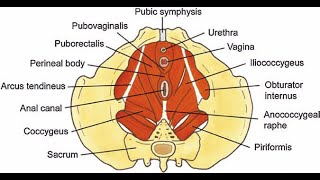 Muscles that make the Perineal body External anal sphincter Bulbospongiosus Levator ani Deep and [upl. by Maynord]