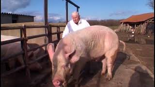 Des cochons gros comme des vaches [upl. by Occer]