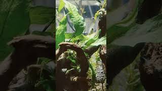 An algae eater at his work aquarium aquascape guppyfishtank guppy algaeeater algae [upl. by Dammahom]