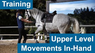 In Hand work How to Train Piaffe Passage and Pirouettes [upl. by Ahsat]