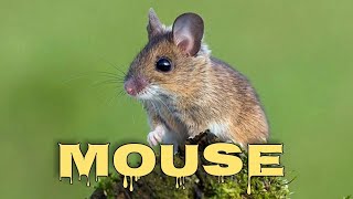 Mouse sounds for cats mice squeaking [upl. by Breskin]