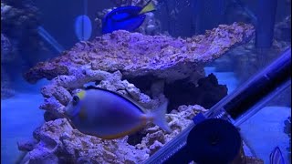 Feeding Frozen Mysis To Saltwater Fish [upl. by Atnohs]