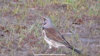 FIELDFARE Turdus pilaris ❌  🎥🐦‍⬛🐦‍⬛🐛👀 redfox111  getting a few worms ‼️ 29124 [upl. by Crotty]