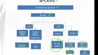 Applications of Flow Cytometry [upl. by Lrad]