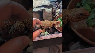 Uromastyx Taming uromastyx lizard reptiles petlizard [upl. by Mohsen266]