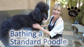 Bathing a Standard Poodle  Poodle Grooming  Ginas Grooming [upl. by Berthe]