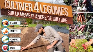 4 légumes sur la même planche  radisoignoncarottepoireau permaculture [upl. by Stronski]