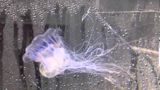 Blue fire jellyfish Cyanea lamarckii bred at Exotic Aquculture [upl. by Nohsav311]