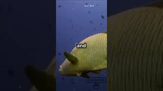 1 The Mysterious Coelacanth A Living Fossil animals facts fish shorts shortvideo naturewow [upl. by Enimisaj]