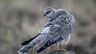 pallid harrier winter migrant [upl. by Ylelhsa]