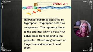 APBio Ch13 Pt1 Regulation of Gene Expression  Prokaryotes [upl. by Aihtebat334]