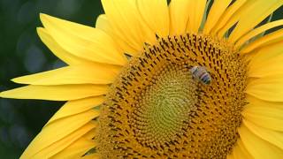 Sunflowers in Charente France [upl. by Orfurd]