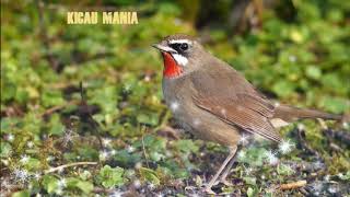 SUARA UNIK BURUNG SIBERIAN RUBYTHROAT II BURUNG BERKECET LEHER MERAH [upl. by Ressay]