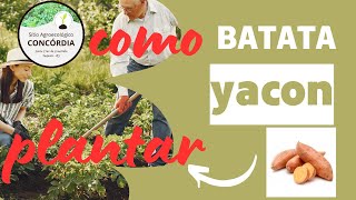 Batata Yacon como plantar e seus benefícios [upl. by Mihcaoj]