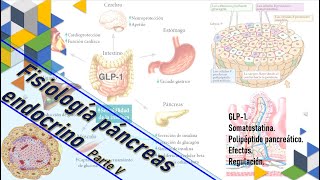 Fisiología Páncreas endocrino pt V IGF1 Somatostatina Polipéptido pancreático efectos [upl. by Anihsit]