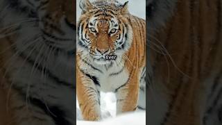 Siberian Tigers Powerful Predator Skills Master Hunter of the Snowy Taiga siberiantiger tiger [upl. by Ariamat]