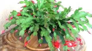 Schlumbergera truncata  Thanksgiving cactus [upl. by Olocin787]