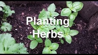 Starting Herbs from seed amp patience when Growing Them  The Wisconsin Vegetable Gardener [upl. by Eruot]