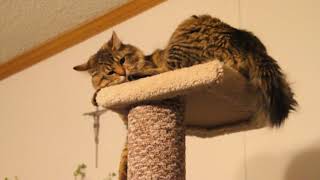 Maine Coon cats reaction to new cat tree tower condo [upl. by Atilek427]