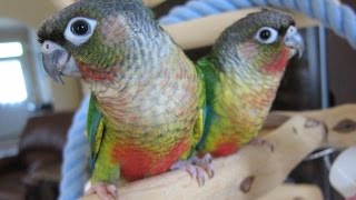 118 and 119 Yellow Sided Green Cheek Conure Brothers [upl. by Ralf]