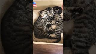 Stages of mating in cats Beautiful video [upl. by Valida]