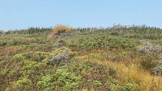 Vidéo 4 Chevreuil Anticosti Truc distance de la forêt [upl. by Singleton]