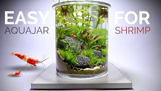 Easy Planted Aquajar for shrimp anyone can build [upl. by Leirad]