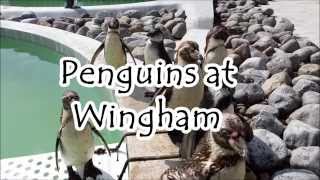 Penguins at Wingham [upl. by Burlie]