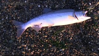 Puget Sound Pink Salmon Fishing Basics [upl. by Enelyahs]