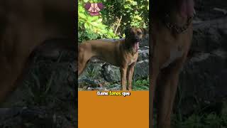 Perro Crestado Rodesiano Fuerte Ágil y con una Cresta Única 🐕💪 CrestadoRodesiano PerroMusculoso [upl. by Aidnac]