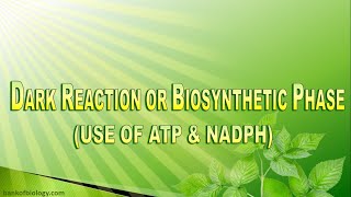 Photosynthesis  Part 3  Dark Reaction Factors affecting photosynthesis [upl. by Mandal]