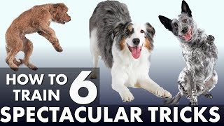 6 Impressive Dog Tricks That Are Easier Than You Think [upl. by Irved12]