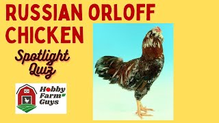 Russian Orloff Chicken Spotlight Quiz [upl. by Brita511]