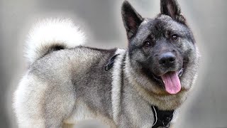 A Norwegian Elkhound Has An Unhealthy Obsession With Pancakes🥞 [upl. by Ttnerb]