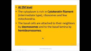 Skin epidermis [upl. by Osmund]