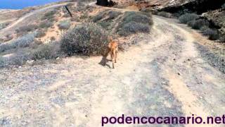 Podenco Canario Dog Recall Training [upl. by Ytak]