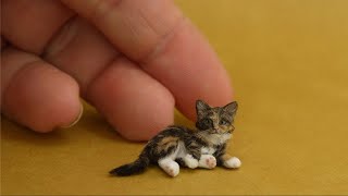 5 Razas de Gatos Más Pequeños Del Mundo ✅ listas gatitos [upl. by Yerffe]