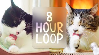 🎧 ASMR Cats Grooming 87 8 hour loop [upl. by Ashlan]