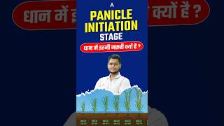 Panicle initiation stage धान में इतनी जरूरी क्यों है 😍 agricultureadda247 paddy fciag3 ibpsafo [upl. by Adnek225]