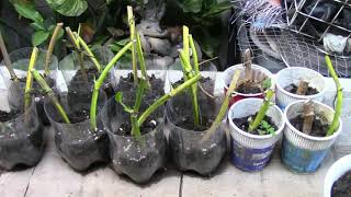 Propagating Pothos Without Leaves [upl. by Amisoc]