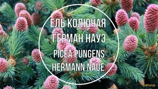 Ель колючая Герман Науэ Picea pungens Hermann Naue Краткое описание сорта [upl. by Inglis]