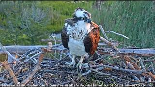 82424 Duke arrives with nest material Leaves Daisy arrives Lovely closeup of her [upl. by Mor]