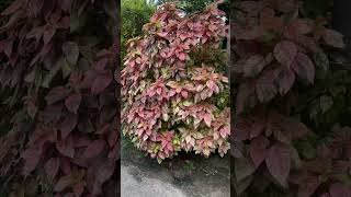 Acalypha wilkesiana plants copper leaf [upl. by Esch]